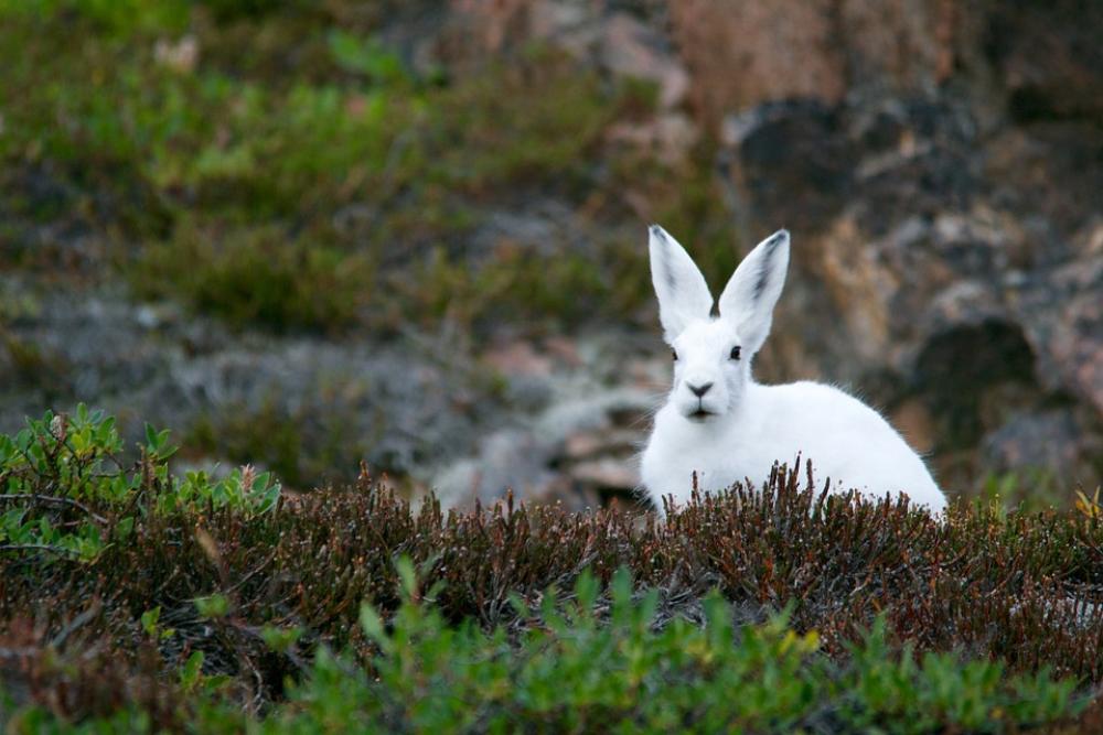 Arctic Hare Hare Rabbit White Fur Mammal Wild Arctic Hare Hare Rabbit White Fur Mammal Wild