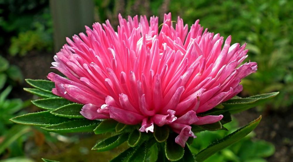Aster Pink Flower Garden Clear Beautiful Nature Aster Pink Flower Garden Clear Beautiful Nature