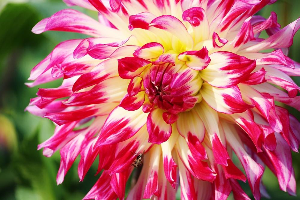 Aster Flower Bloom Plant Blossom Bloom Nature Aster Flower Bloom Plant Blossom Bloom Nature