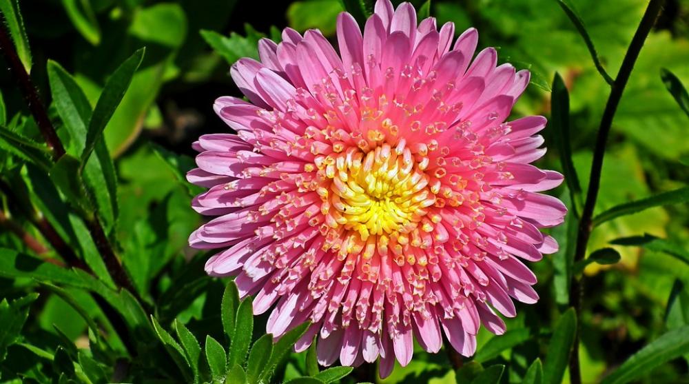 Astra Flowers Nature Pink Macro Blooming Astra Flowers Nature Pink Macro Blooming