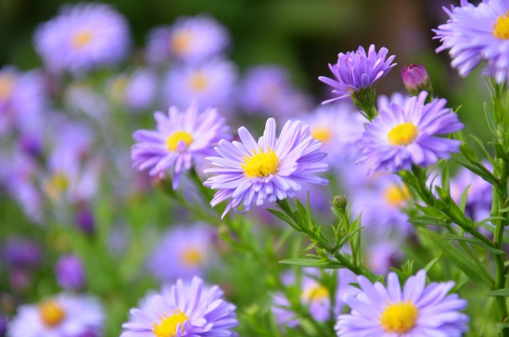Astra Violet Autumn Garden Sad Nature Season Astra Violet Autumn Garden Sad Nature Season