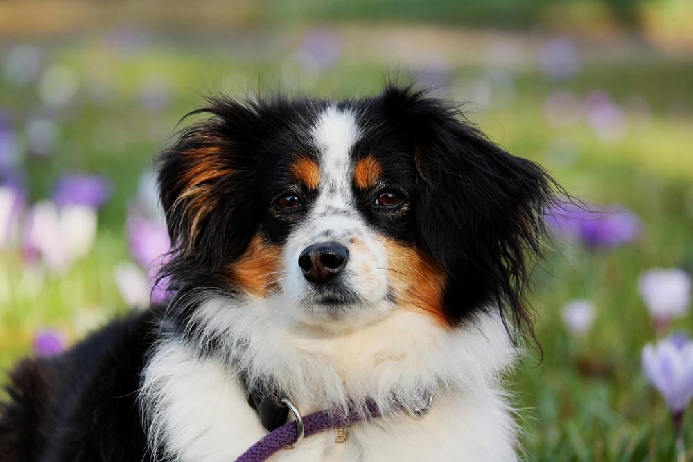 Australian Shepherd Dog Animal Herding Dog Australian Shepherd Dog Animal Herding Dog