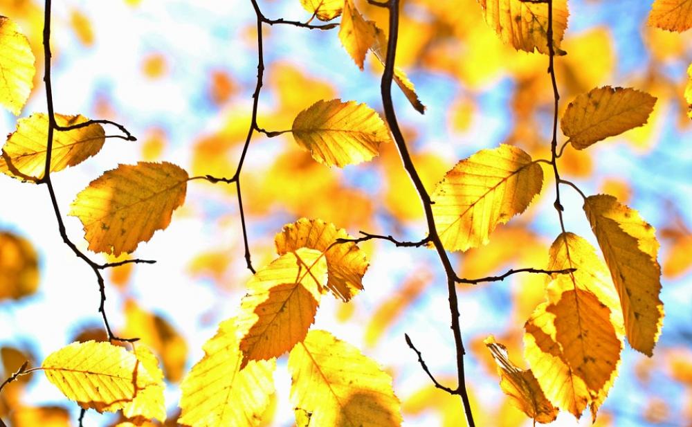 Autumn Fall Foliage Leaves October Colorful Autumn Fall Foliage Leaves October Colorful