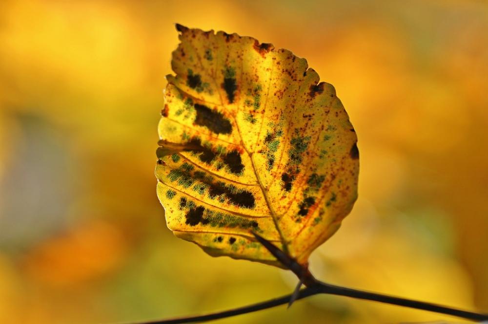 Autumn Fall Foliage Leaves October Colorful Autumn Fall Foliage Leaves October Colorful