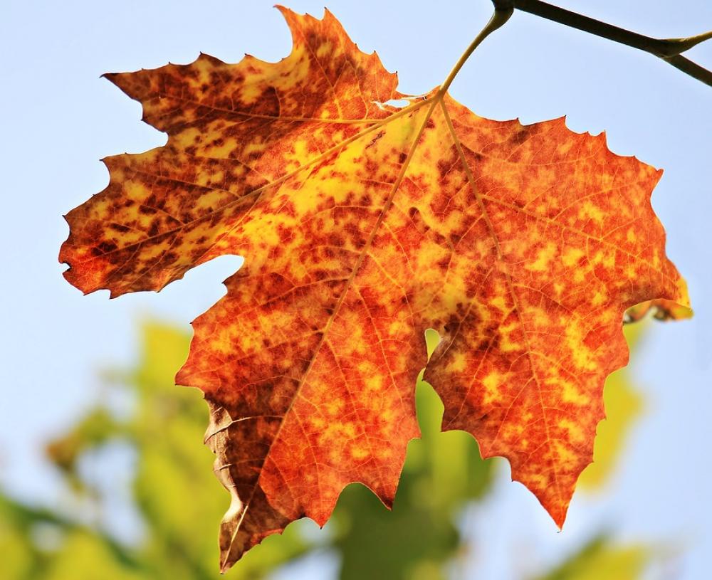 Autumn Autumn Leaf Leaves Foliage Leaf Leaf Autumn Autumn Leaf Leaves Foliage Leaf Leaf