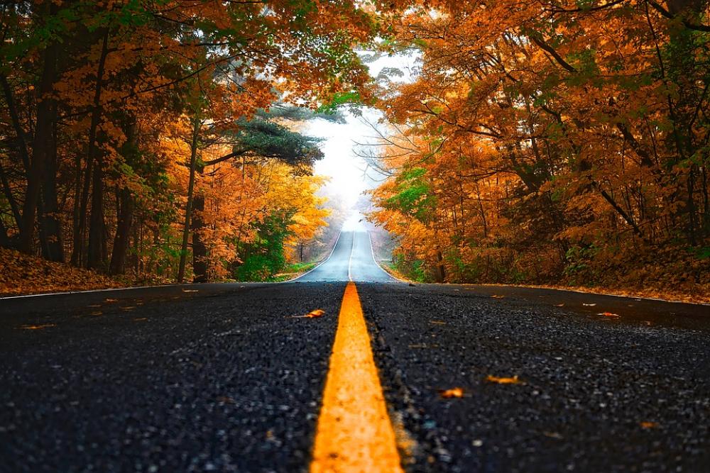 Autumn Street Lane Fall Forest Trees Woods Road Autumn Street Lane Fall Forest Trees Woods Road