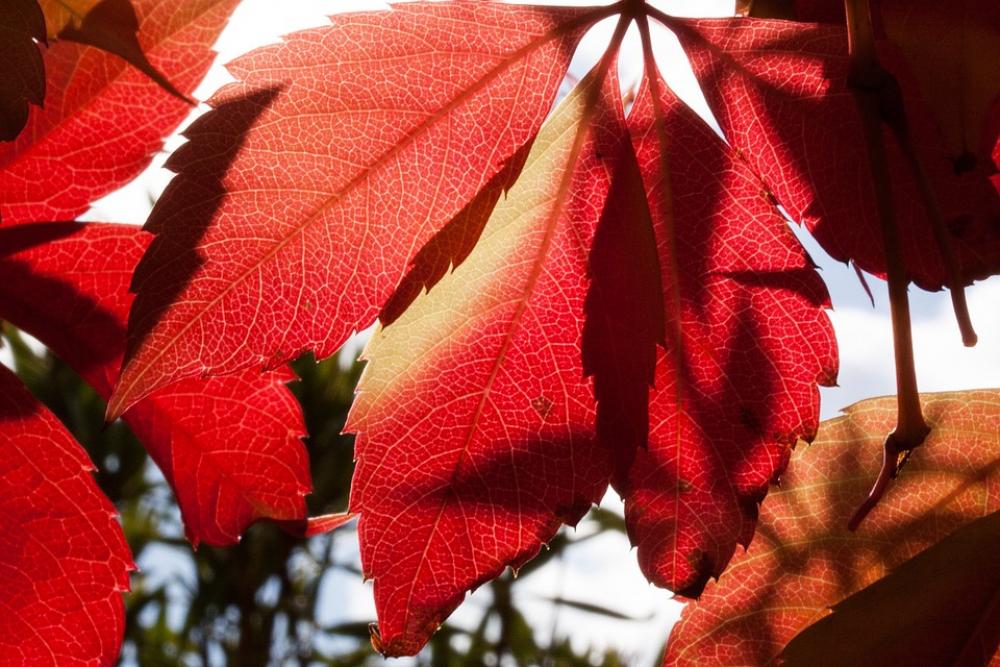 Autumn Fall Foliage Golden Autumn Leaves Autumn Fall Foliage Golden Autumn Leaves