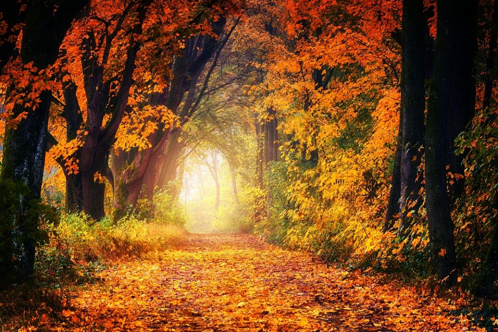 Autumn Avenue Away Leaves Tree Nature Forest Autumn Avenue Away Leaves Tree Nature Forest