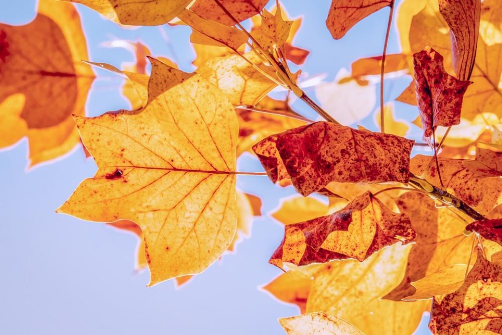 Autumn Fall Leaves Leaves True Leaves Fall Color Autumn Fall Leaves Leaves True Leaves Fall Color