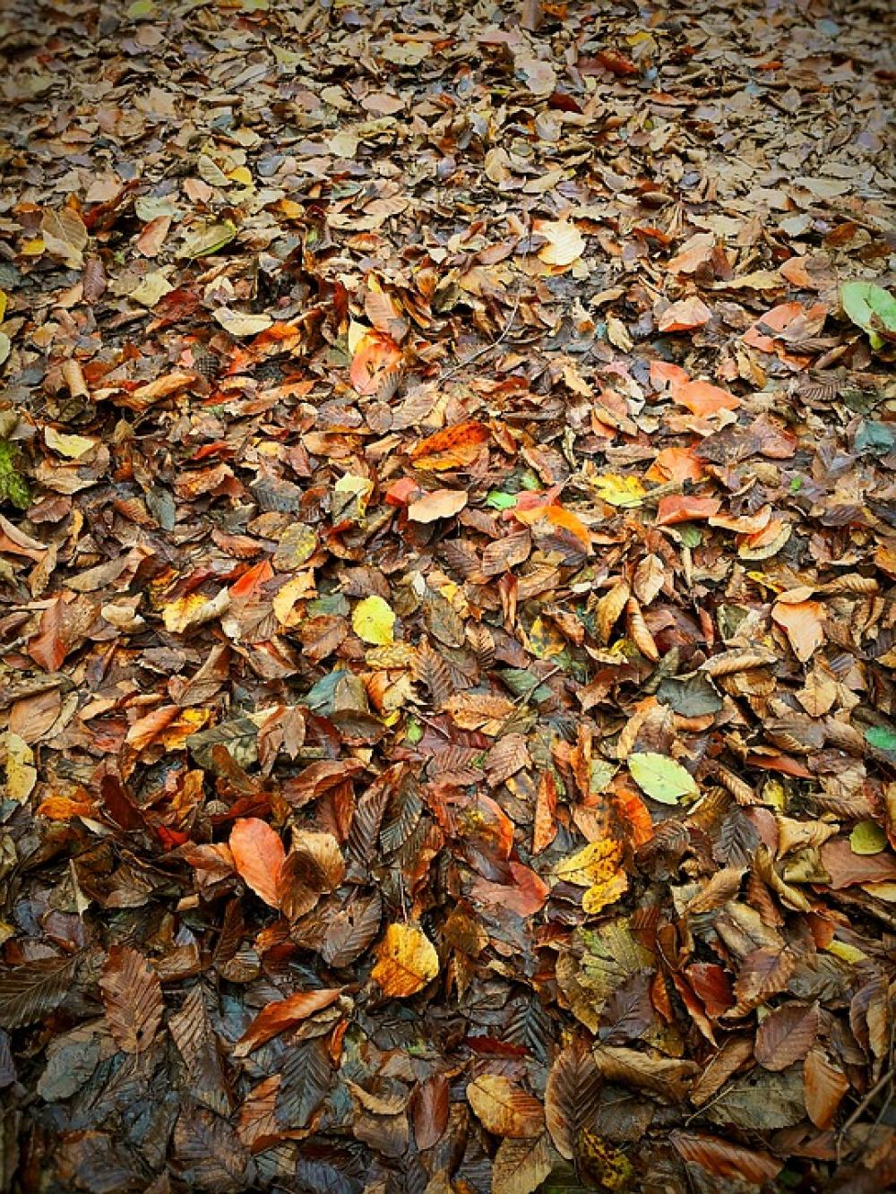 Autumn The Leaves Are Nature Forest Autumn The Leaves Are Nature Forest