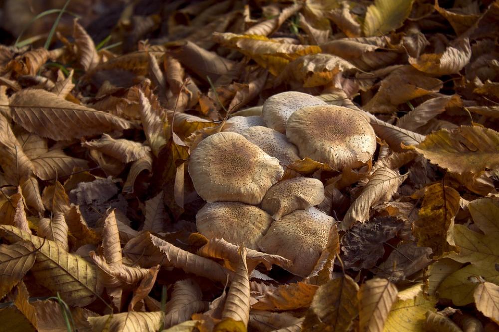 Autumn Mushrooms Forest Forest Floor Autumn Mushrooms Forest Forest Floor