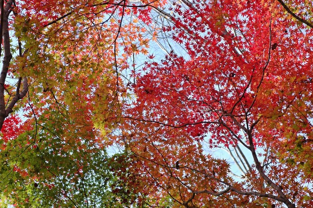 Autumn Autumnal Leaves Colorful Woods Forest Autumn Autumnal Leaves Colorful Woods Forest
