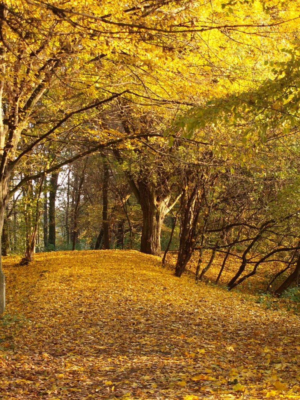 Autumn Foliage Yellow Leaves Autumn Foliage Yellow Leaves