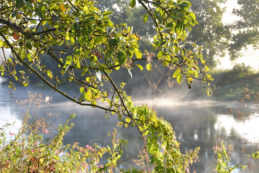 Autumn Fog Landscape Tree Branch Green Leaves Autumn Fog Landscape Tree Branch Green Leaves