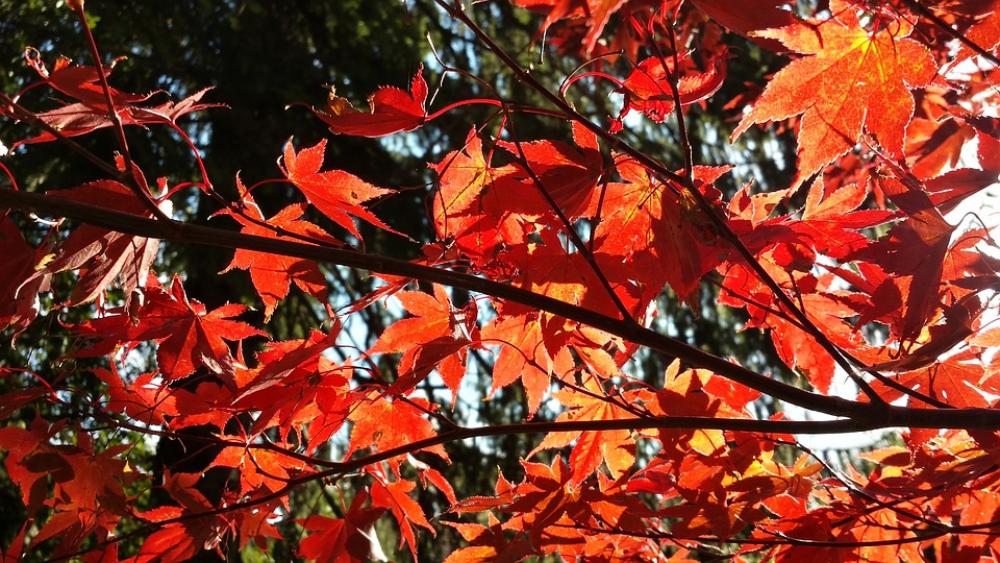 Autumn Acre Red Autumn Acre Red