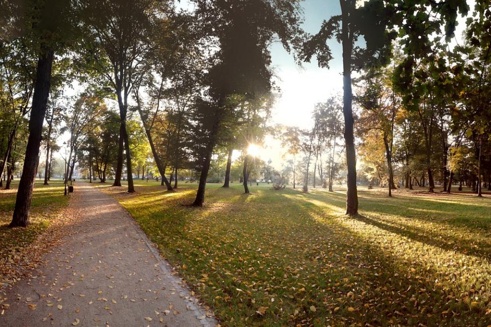 Autumn Park The Sun Tree Foliage Nature October Autumn Park The Sun Tree Foliage Nature October
