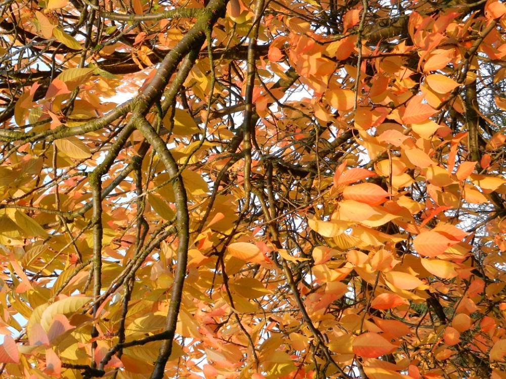 Autumn Autumn Gold Autumn Leaves Gold Yellow Dry Autumn Autumn Gold Autumn Leaves Gold Yellow Dry