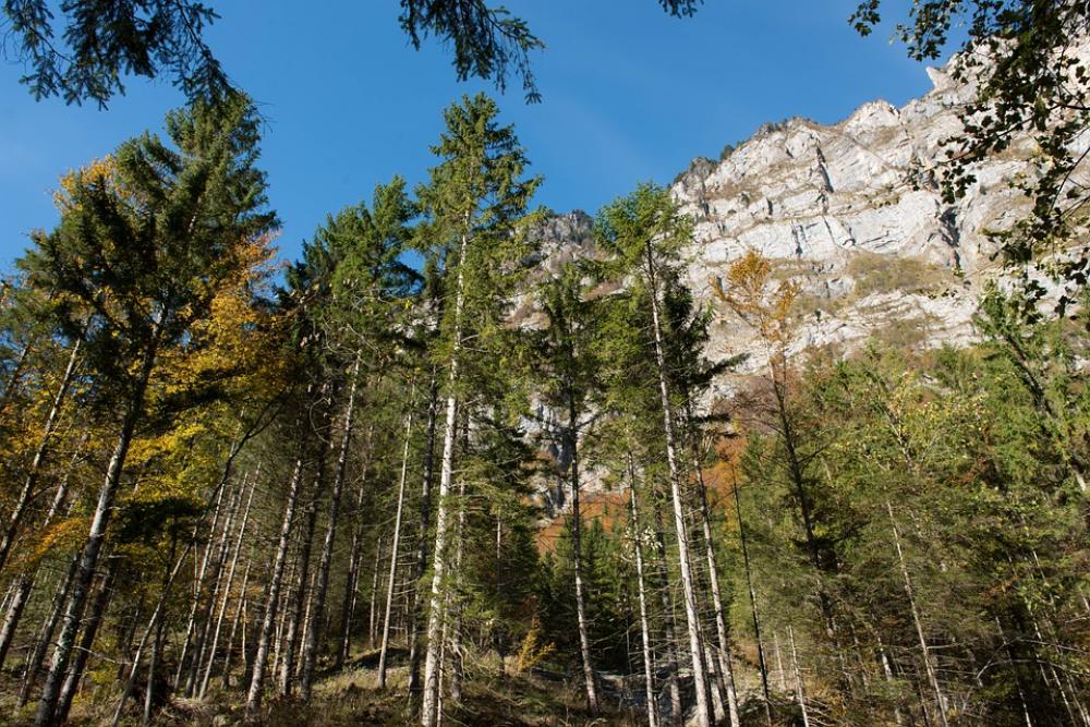 Autumn Leaves Trees Light Sun Mountain Autumn Leaves Trees Light Sun Mountain