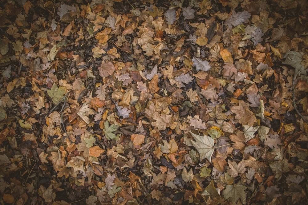 Autumn Colours Autumn Leaves Autumnal Brown Autumn Colours Autumn Leaves Autumnal Brown