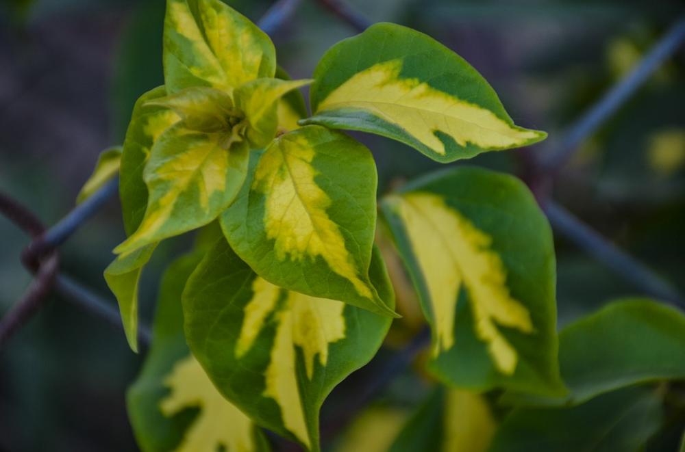 Autumn Leaf Flowers Leaf Autumn Nature Flower Autumn Leaf Flowers Leaf Autumn Nature Flower