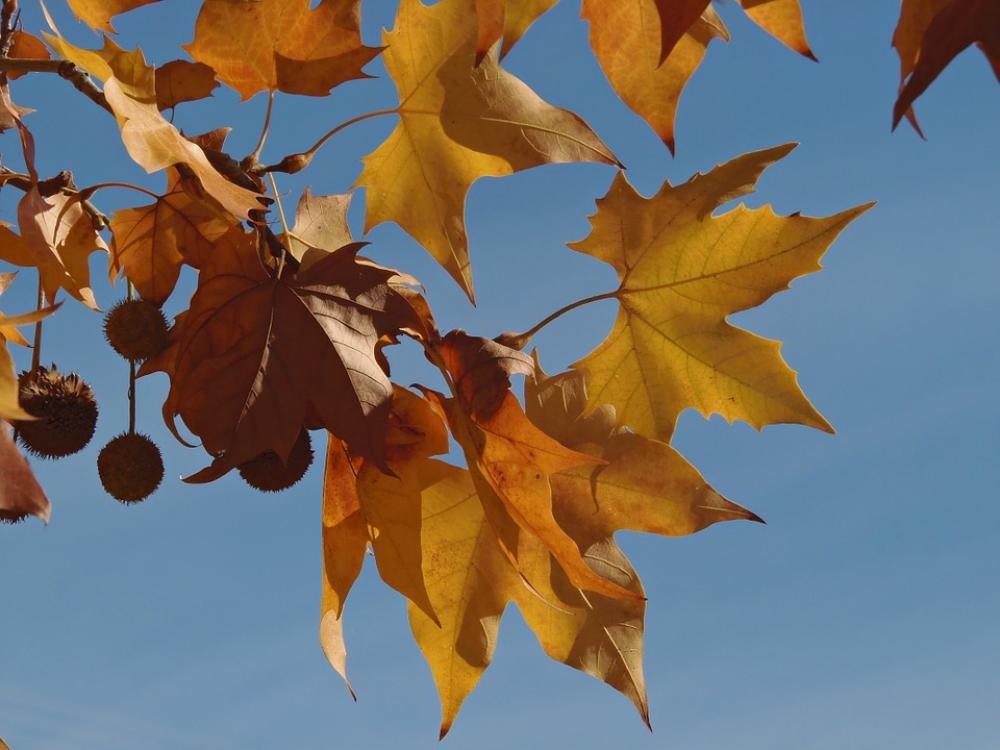 Autumn Leaves Sky Autumn Landscape Yellow Colors Autumn Leaves Sky Autumn Landscape Yellow Colors