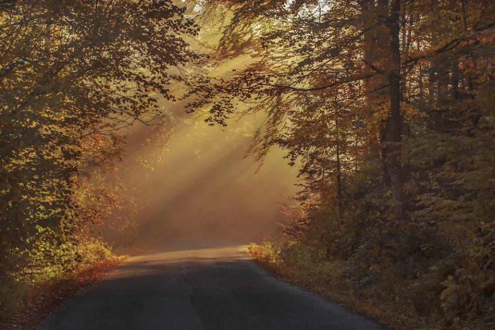Autumnal Beautiful Color Dawn Haze Morning Forest Autumnal Beautiful Color Dawn Haze Morning Forest