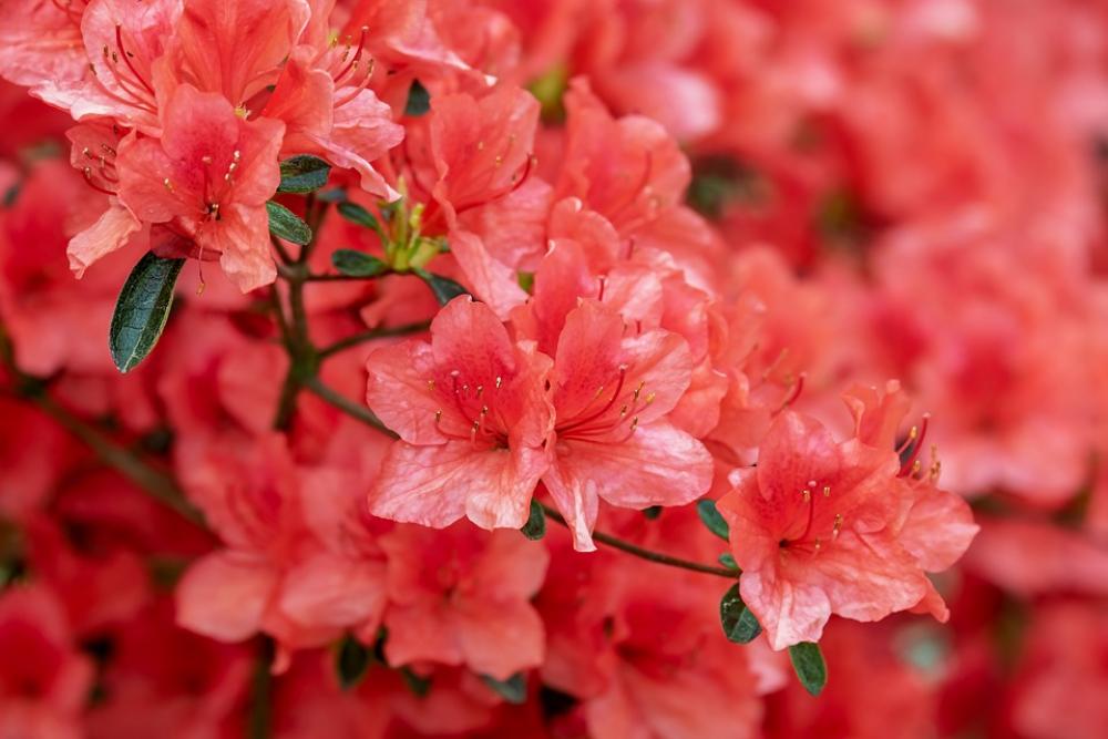 Azalea Flowers Bloom Bright Bush Rhododendron Azalea Flowers Bloom Bright Bush Rhododendron