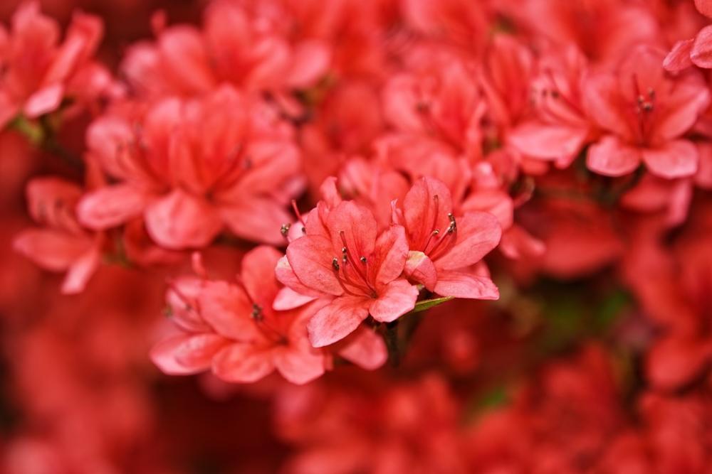 Azalea Rhododendron Shrub Flower Blooming Blossom Azalea Rhododendron Shrub Flower Blooming Blossom