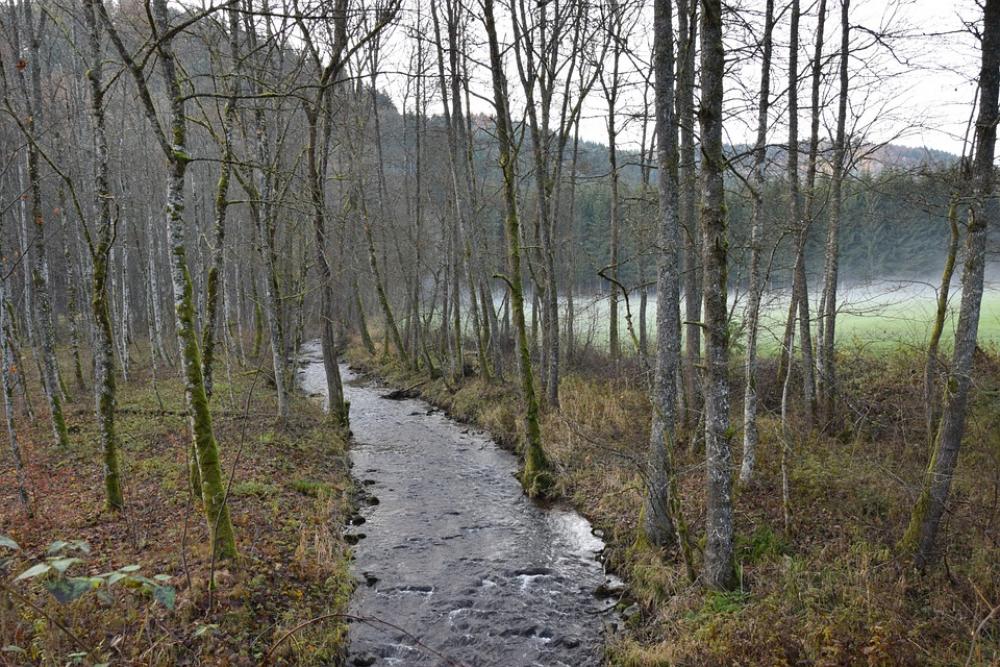 Bach Trees Autumn Forest Water Landscape Bach Trees Autumn Forest Water Landscape