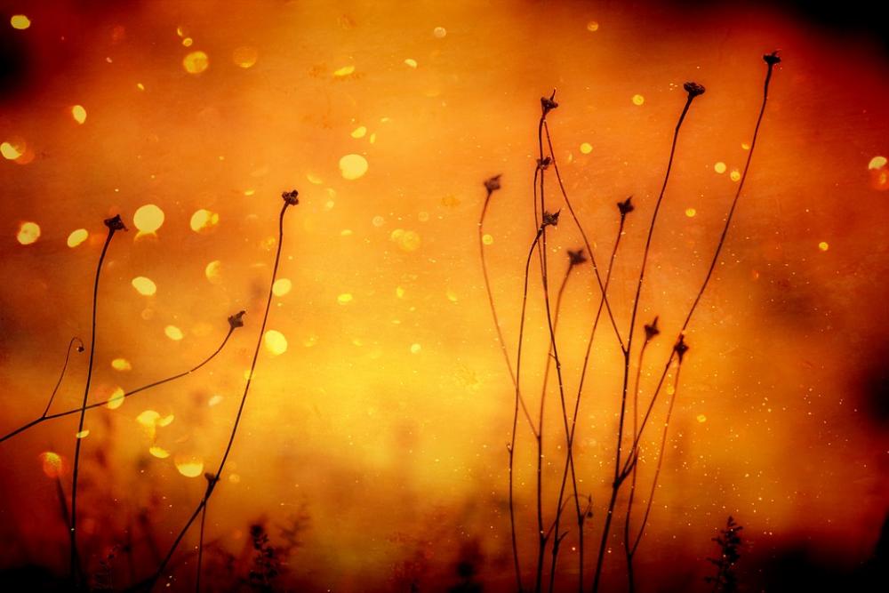 Background Plant Grasses Orange Abstract Pattern Background Plant Grasses Orange Abstract Pattern
