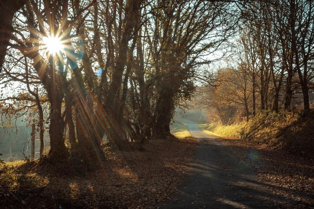 Backlight Landscape Sunrise Trees Winter Backlight Landscape Sunrise Trees Winter