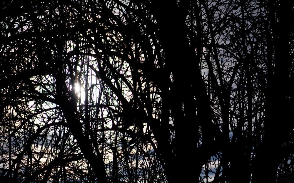 Backlighting Branch Tree Forest Leaves Sun Autumn Backlighting Branch Tree Forest Leaves Sun Autumn