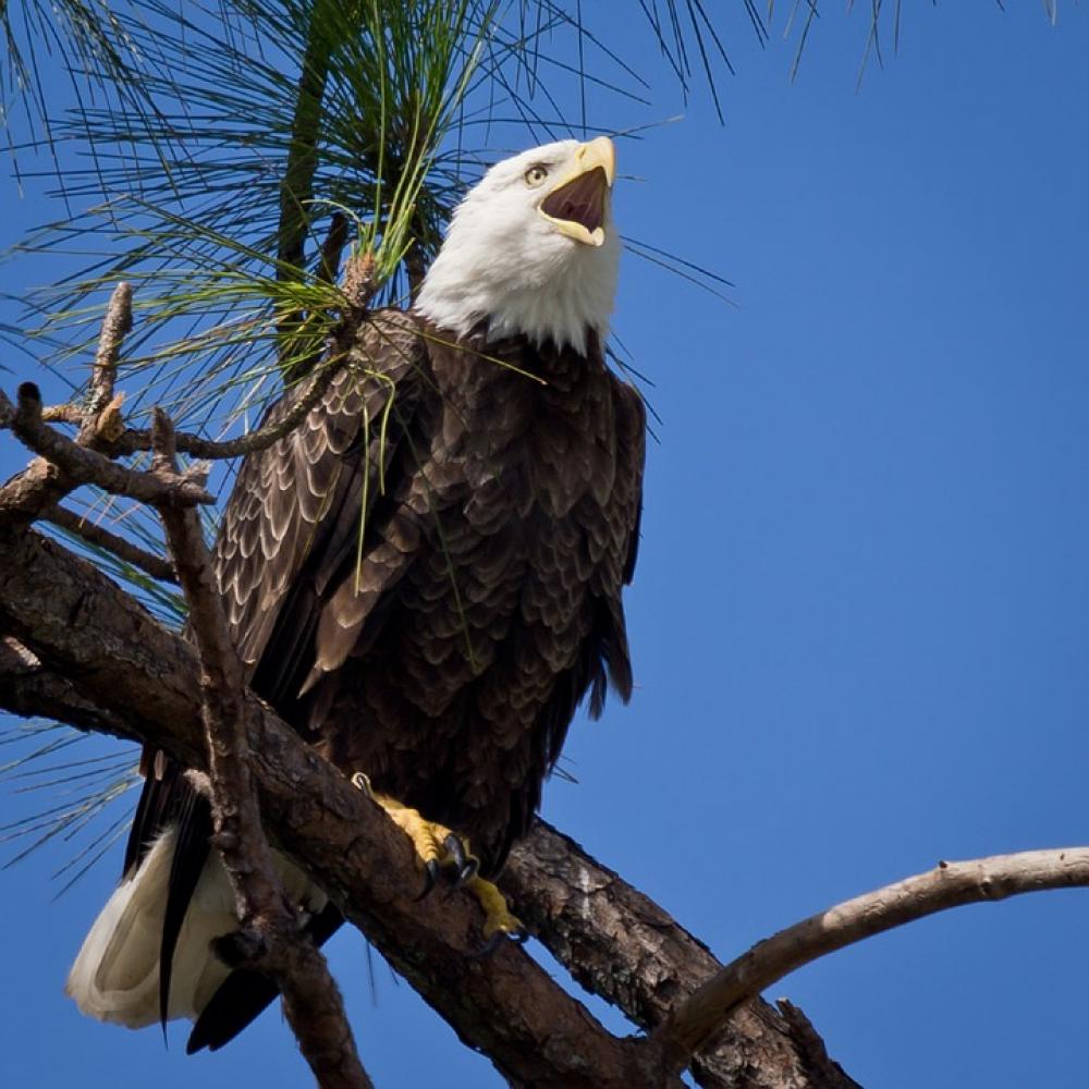 Bald Eagle Raptor Bird Adult Perched Nature Bald Eagle Raptor Bird Adult Perched Nature