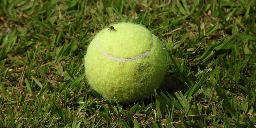 Ball Insect Fly Colombia Ball Insect Fly Colombia