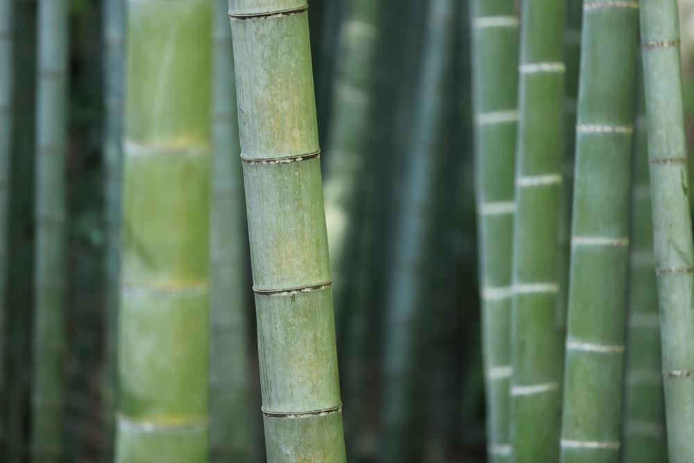 Bamboo Forest Trunks Grass Plant Vegetation Macro Bamboo Forest Trunks Grass Plant Vegetation Macro