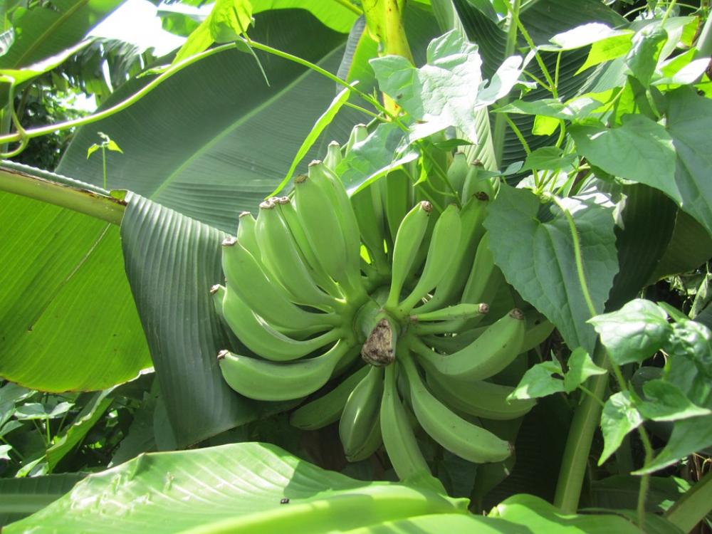 Banana Green Leaf Summer Banana Green Leaf Summer