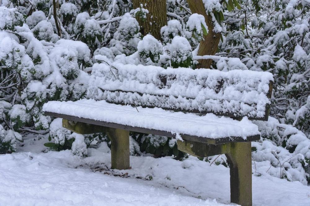 Bank Snow Cold Winter Snowy Forest Frost Snowed Bank Snow Cold Winter Snowy Forest Frost Snowed