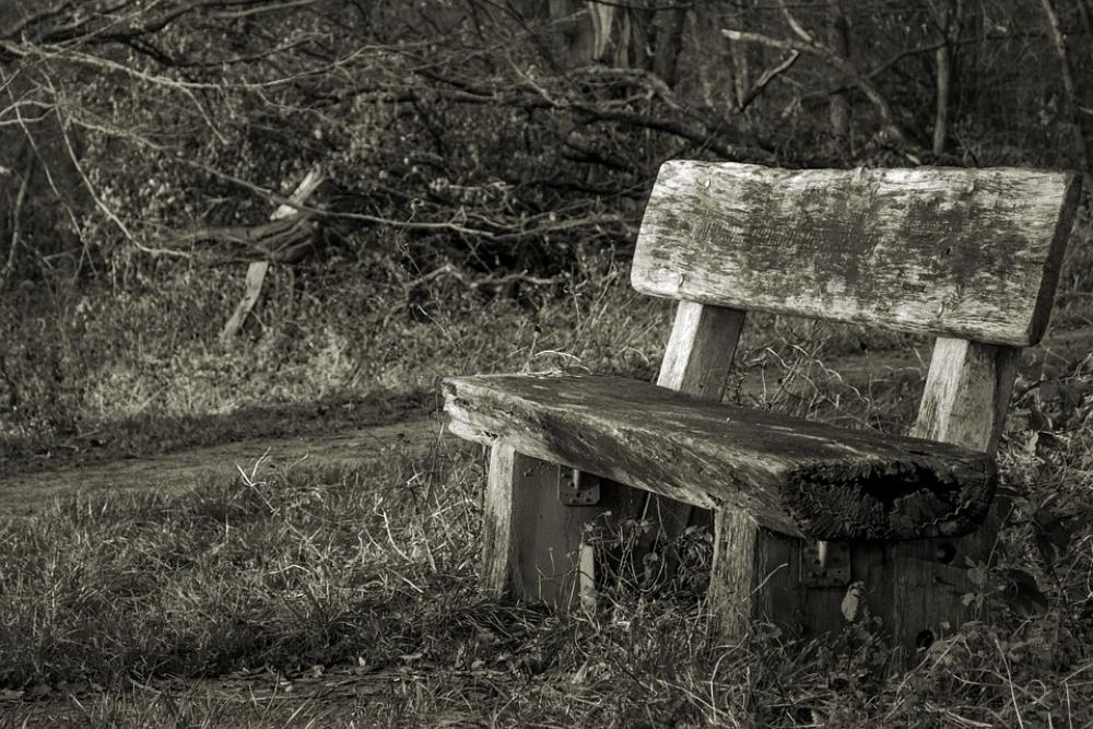 Bank Forest Bench Nature Benches Rest Silent Bank Forest Bench Nature Benches Rest Silent