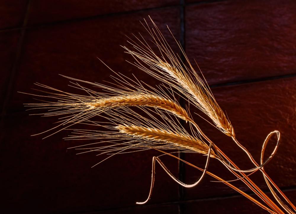Barley Dried Grass Cereal Grain Health Food Barley Dried Grass Cereal Grain Health Food
