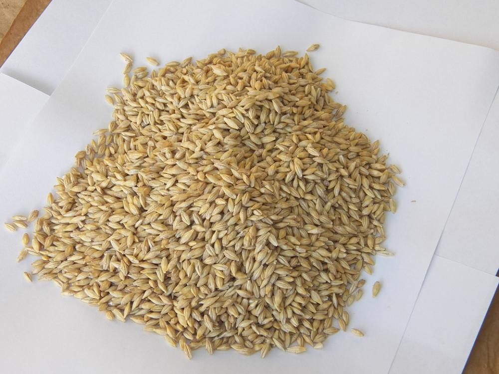 Barley Seeds Health Grain Wheat Agriculture Nature Barley Seeds Health Grain Wheat Agriculture Nature