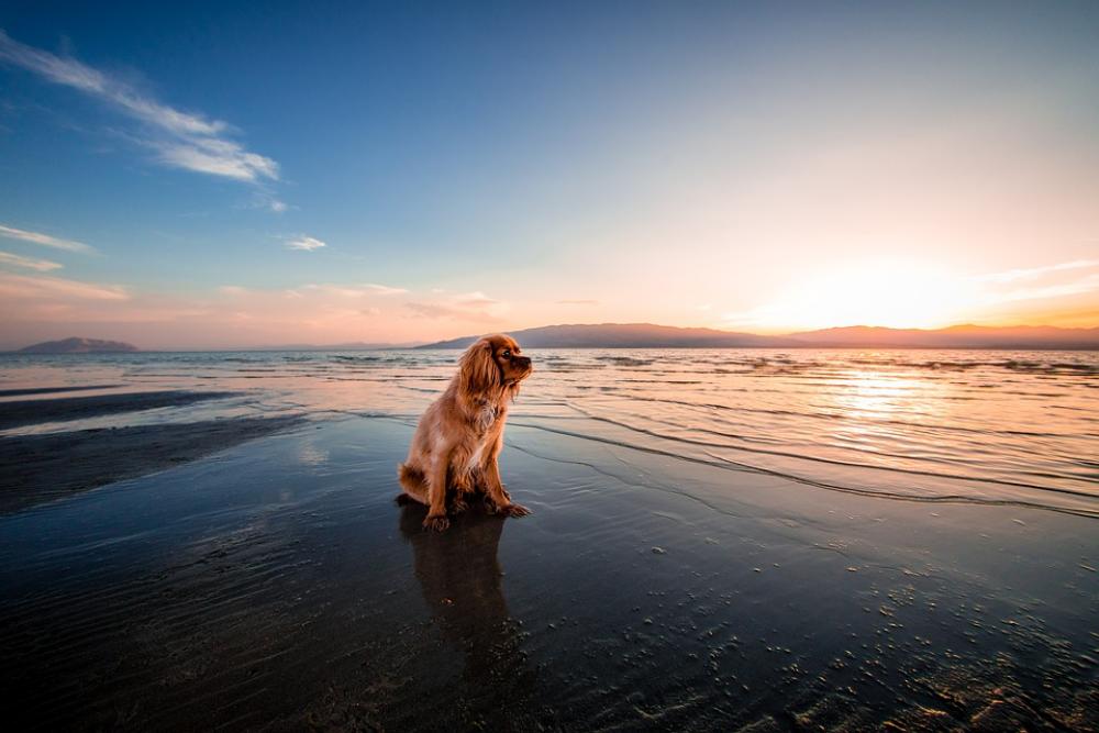 Beach Dawn Dog Dusk Fur Furry Landscape Nature Beach Dawn Dog Dusk Fur Furry Landscape Nature