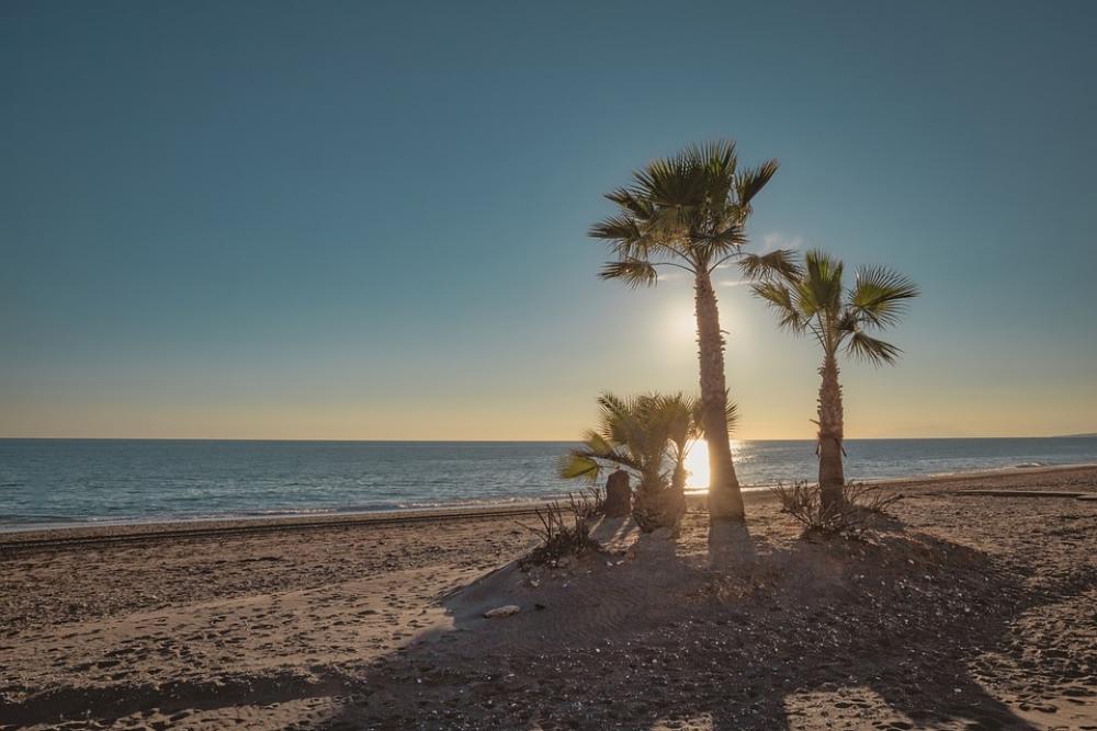 Beach Palm Tree Ocean Sunset Scenic Water Beach Palm Tree Ocean Sunset Scenic Water