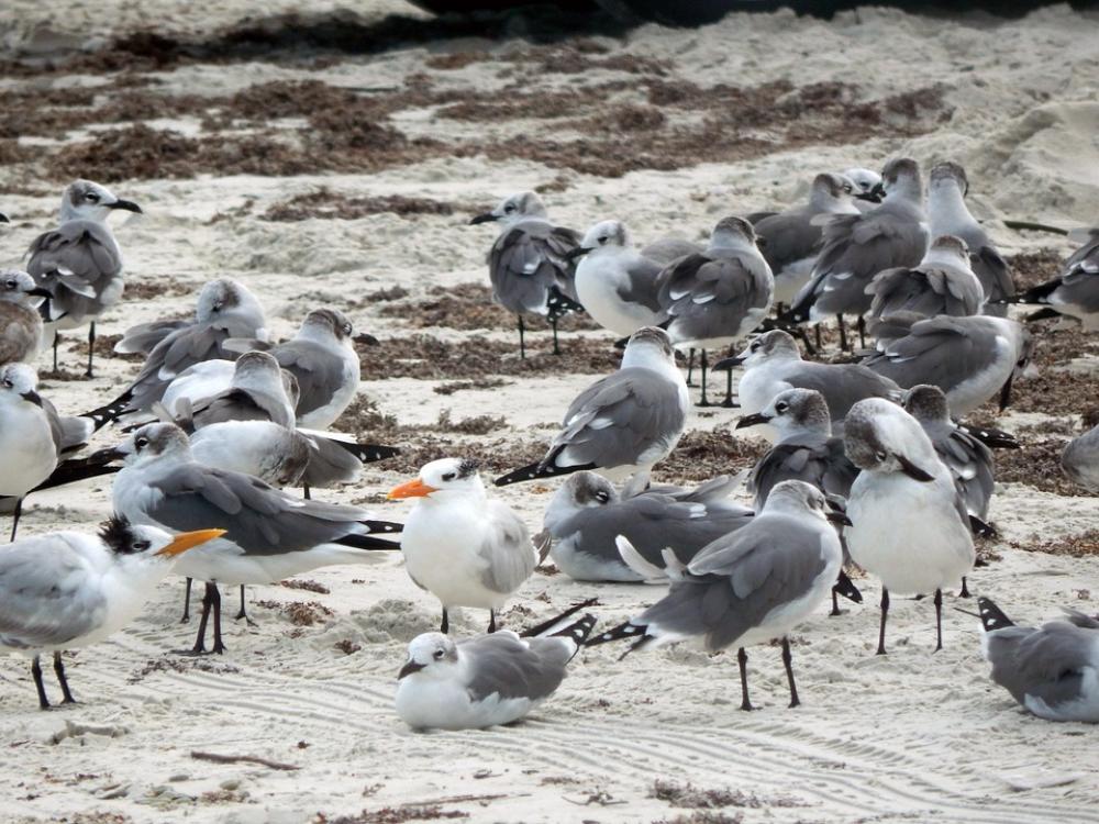 Beach Birds Summer Sea Travel Ocean Nature Beach Birds Summer Sea Travel Ocean Nature