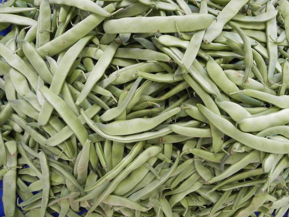 Beans Green Food Bench Sunday Beans Green Food Bench Sunday