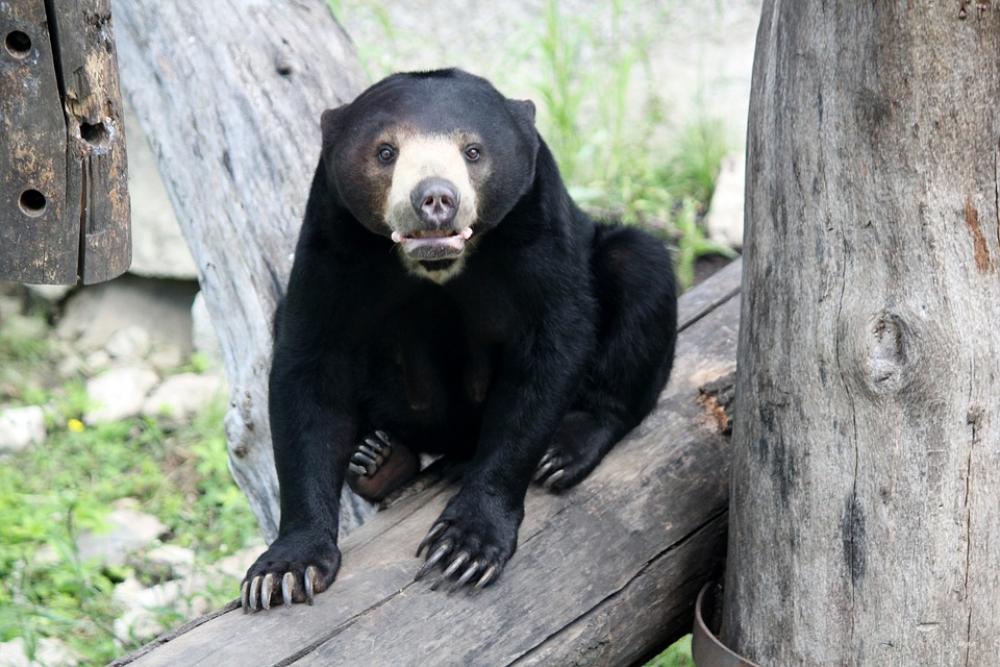 Bear Malay Animal Sitting Nature Zoo Boreang Madu Bear Malay Animal Sitting Nature Zoo Boreang Madu
