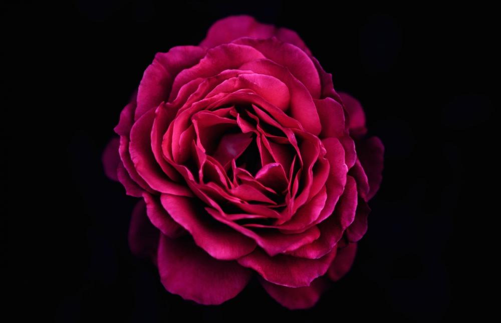 Beautiful Rose Bloom Blooming Blossom Bright Beautiful Rose Bloom Blooming Blossom Bright