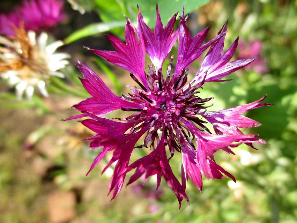 Beautiful Cornflower Knapweed Flowers Of The Field Beautiful Cornflower Knapweed Flowers Of The Field