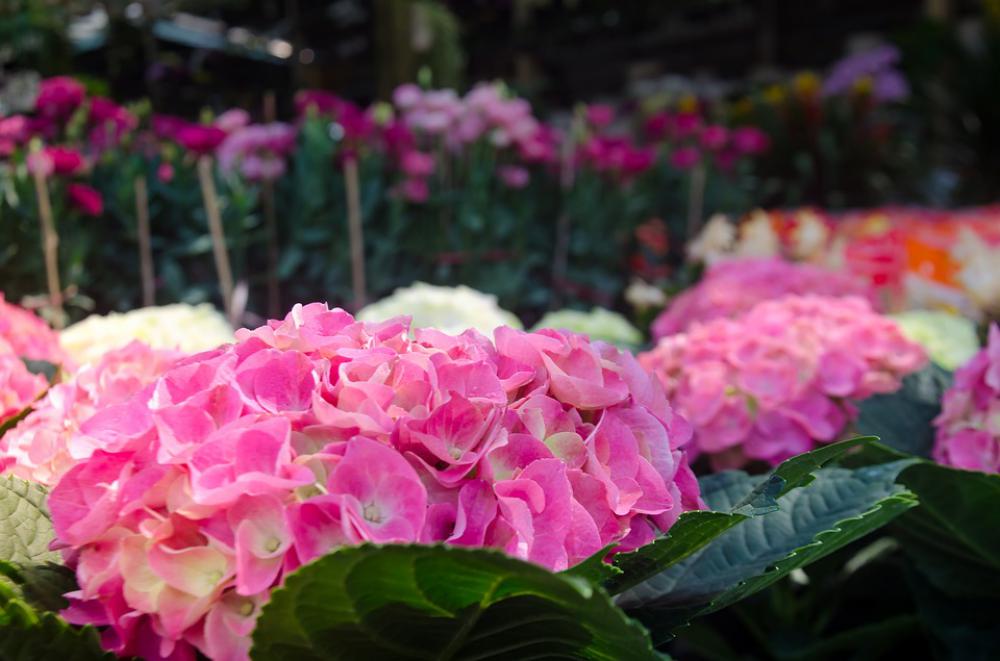 Beautiful Flowers Background Natural Flaunted Color Beautiful Flowers Background Natural Flaunted Color