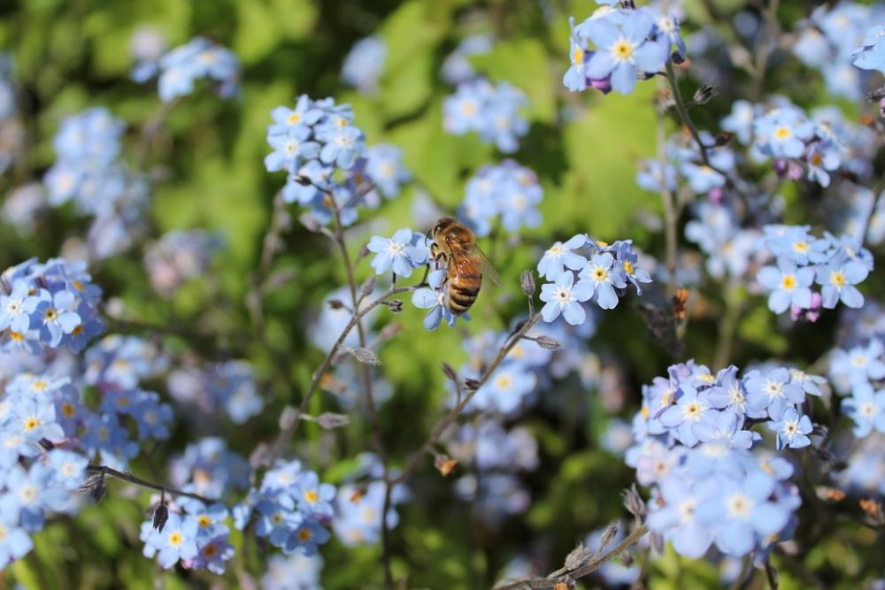 Bee Flower Insect Bee Flower Insect