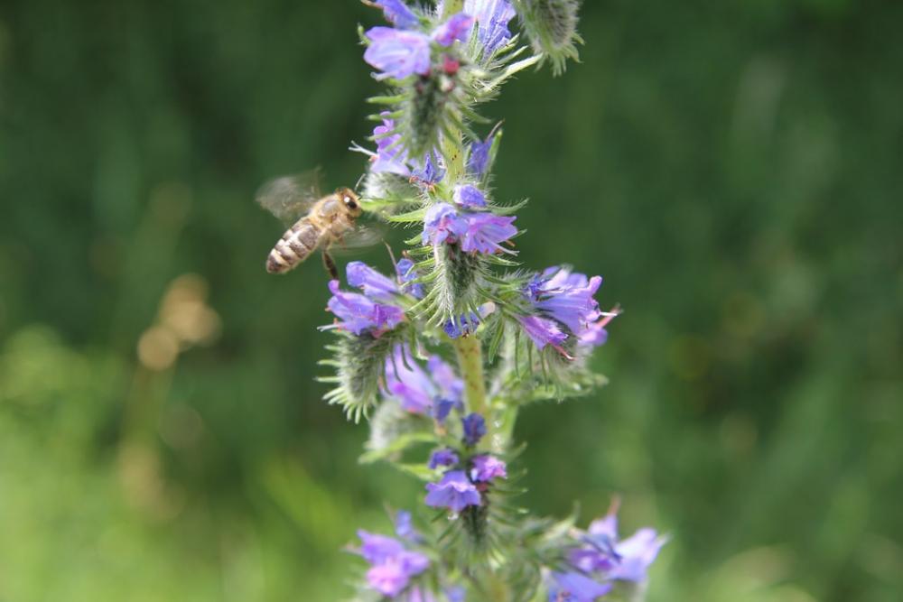 Bee Nature Nectar Close Up Insect Flower Summer Bee Nature Nectar Close Up Insect Flower Summer